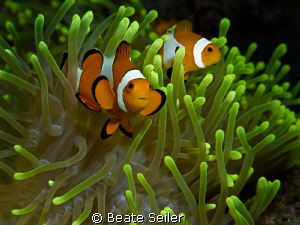 Clowfish & anemone  , taken with Canon G10 by Beate Seiler 